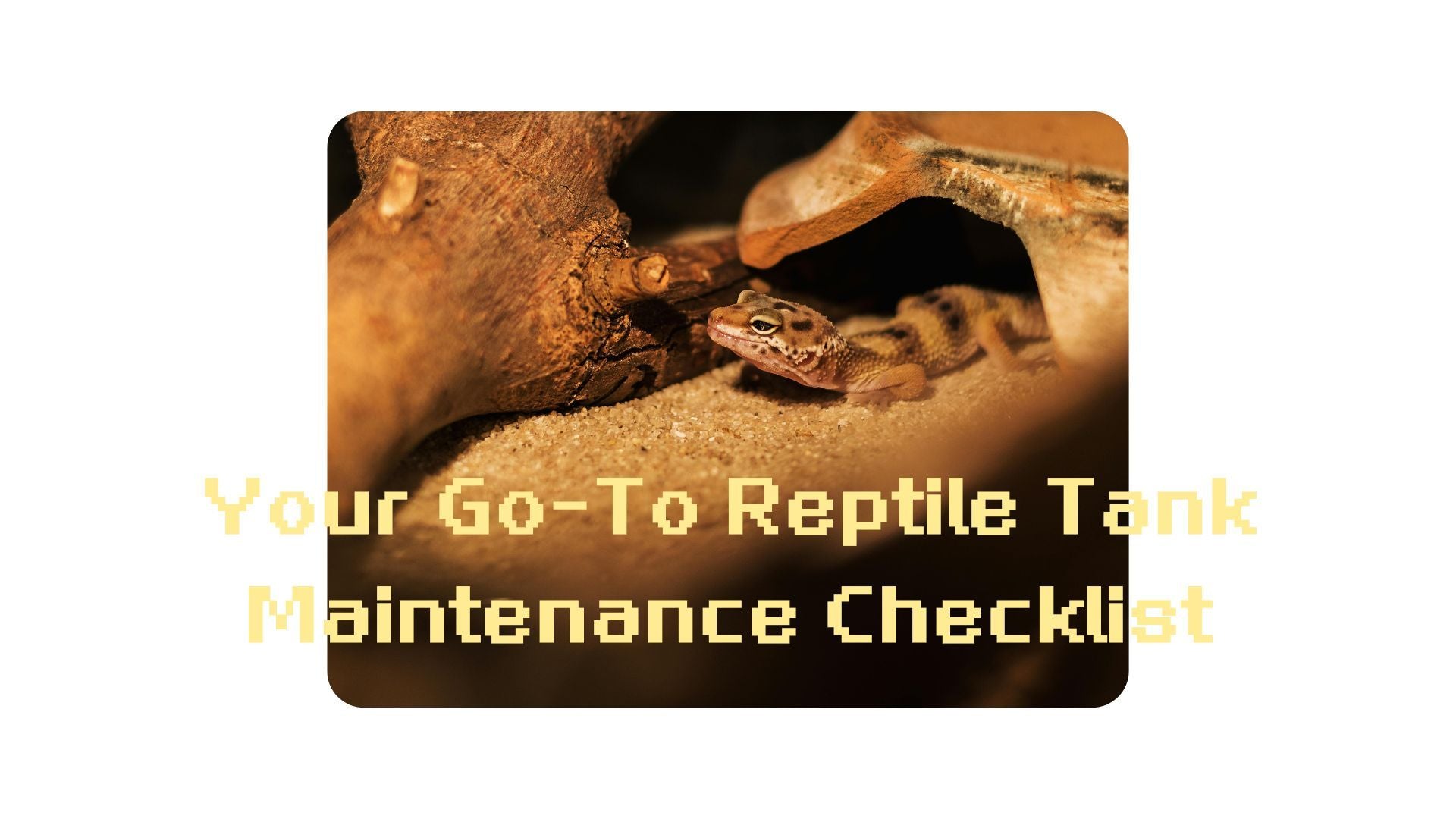 View of Keeping It Clean: Your Go-To Reptile Tank Maintenance Checklist ...