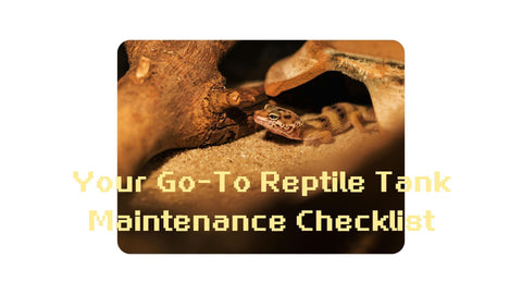 Keeping It Clean: Your Go-To Reptile Tank Maintenance Checklist